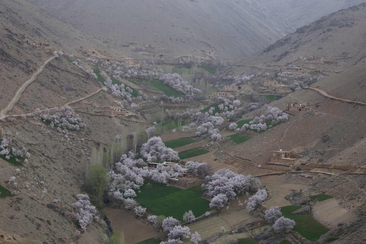 Daikundi