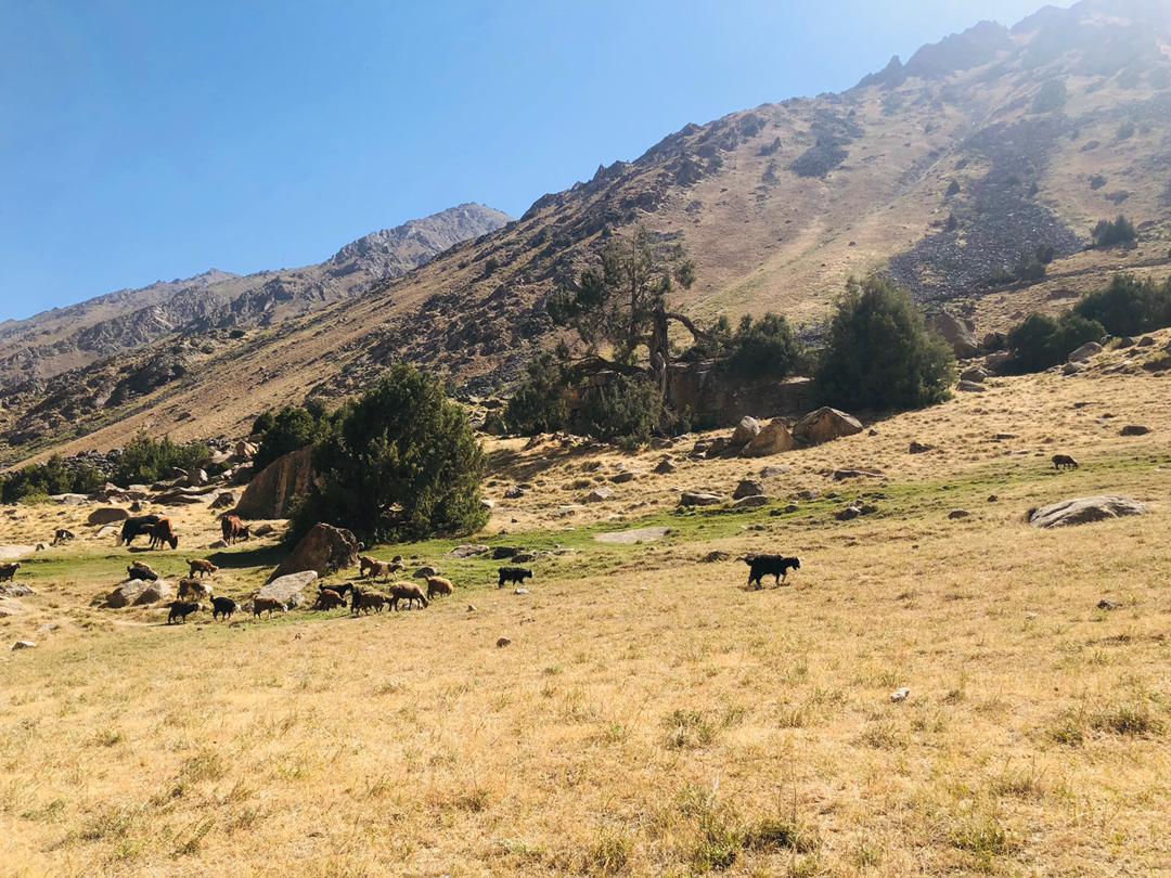 Takhar