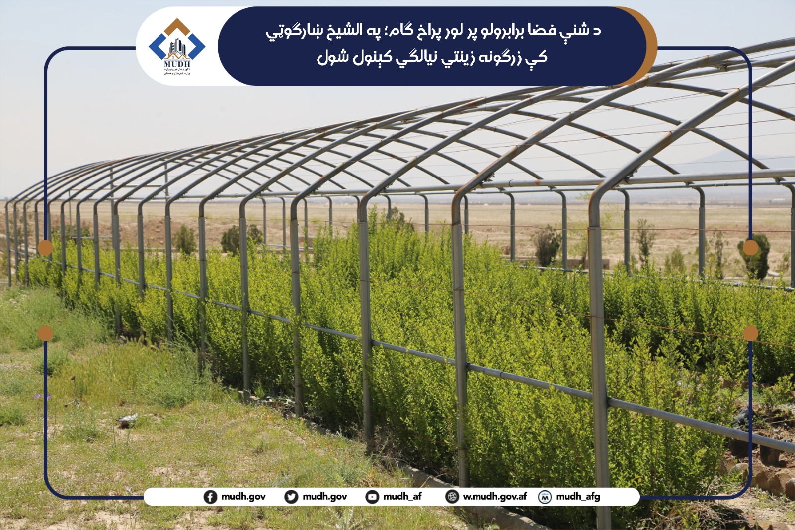 الشیخ ښارګوټی